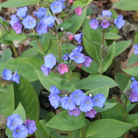 Pulmonaria angustifolia