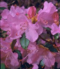 Rhododendron 'Praecox'