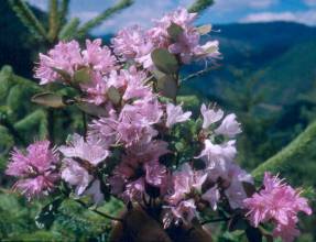 bunch  of Rhododendron racemosum flowers