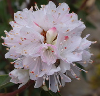 Rhododendron racemosum