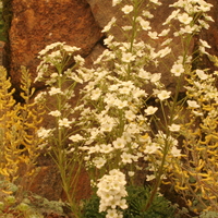 Saxifraga 'Deirdre'