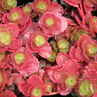 Sedum spurium 'Ruby Mantle'