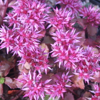 Sedum spurium 'Ruby Mantle'