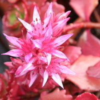 Sedum spurium 'Ruby Mantle'