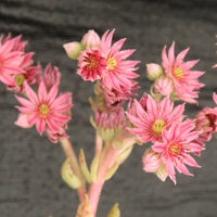 Sempervivum 'Kramers Spinrad'