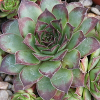 Sempervivum 'Mahogany'
