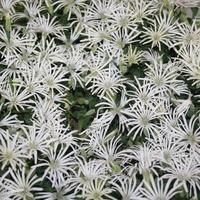 Silene hookeri subsp. bolanderi