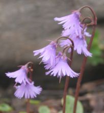 Soldanella alpina
