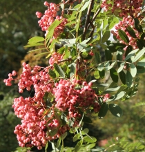 Sorbus carmesina