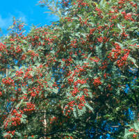 Sorbus vilmorinii