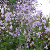 Thalictrum delavayi