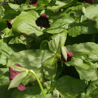 Trillium erectum red