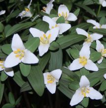 Trillium pusillum