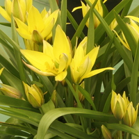 Tulipa urumiensis